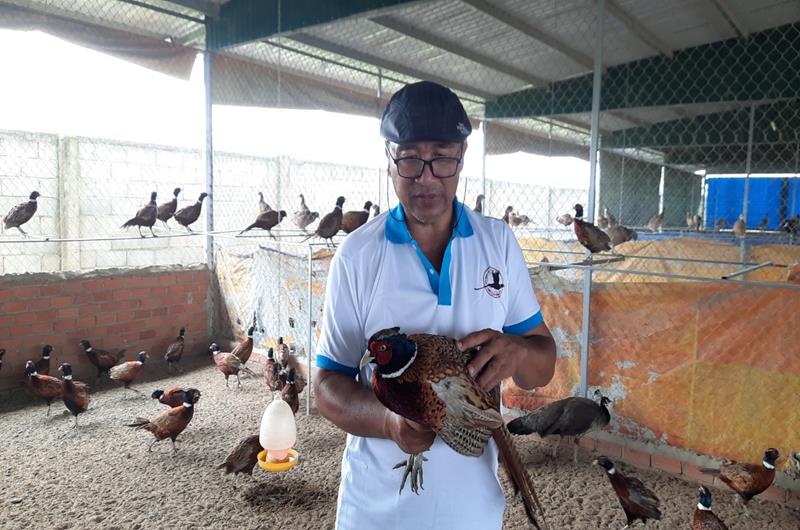 Trang trại nuôi chim trĩ và gà Quý Phi độc đáo ở Cần Thơ - Báo Cần Thơ  Online