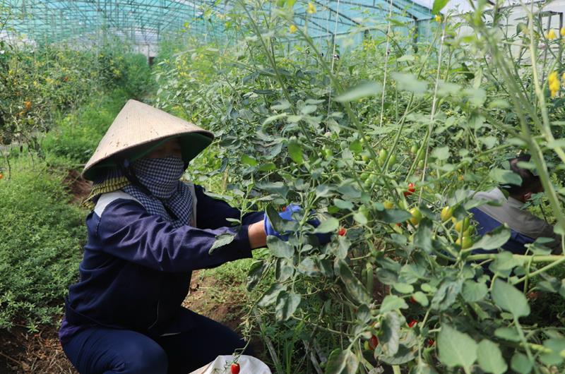 Lãnh đạo huyện thăm mô hình vườn chuẩn nông thôn mới